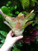 Neoregelia Ninja Pink