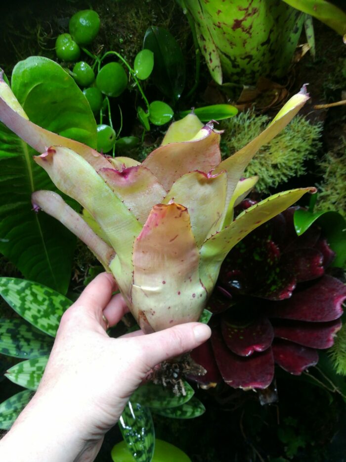 Neoregelia Ninja Pink – Image 3