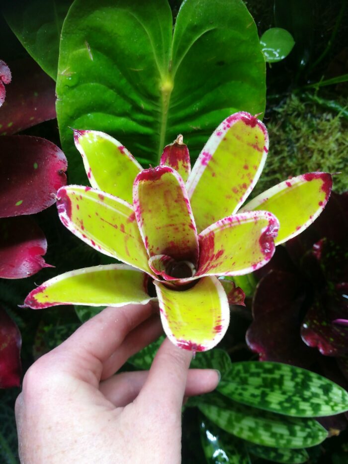 Neoregelia Demitasse  [ petite  ] – Image 3