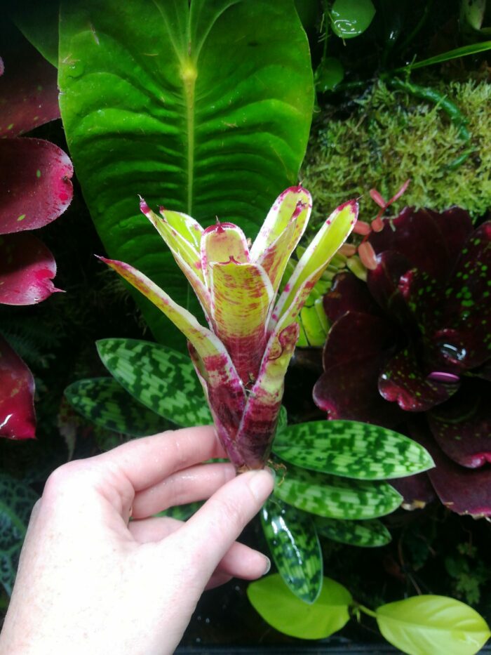 Neoregelia Demitasse  [ petite  ] – Image 2