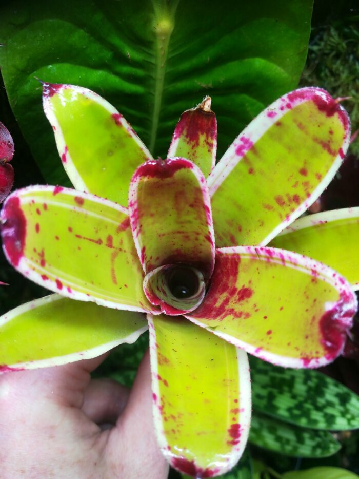 Neoregelia Demitasse  [ petite  ]