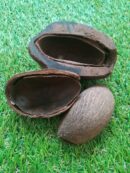 Cosse de palmier par lot de 3
