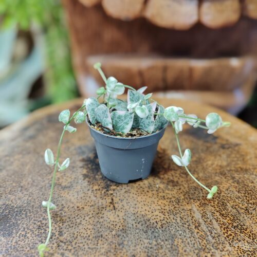 Ceropegia woodii "Variegata"