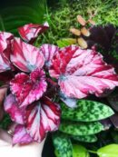 Begonia rex "red kiss"