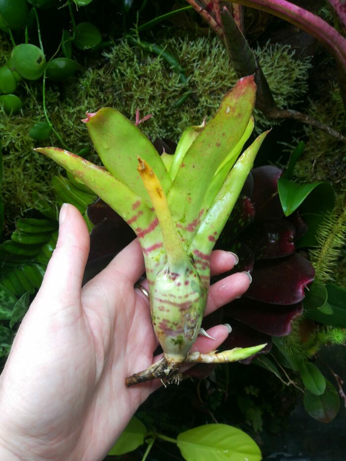 Neoregelia Pistachio – Image 2