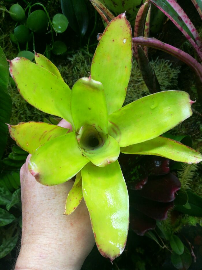 Neoregelia Pistachio – Image 3