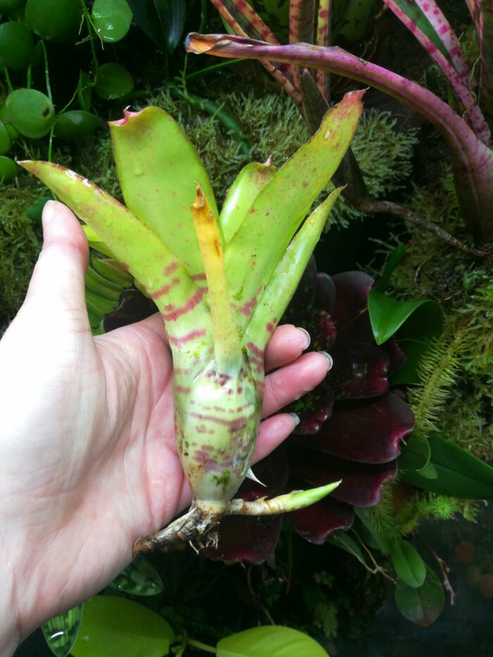 Neoregelia Pistachio – Image 4