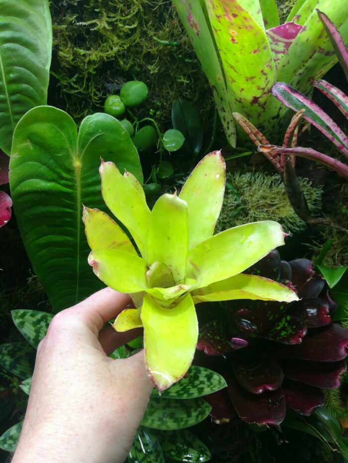 Neoregelia Pistachio