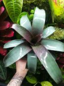 Vriesea sp n°2
