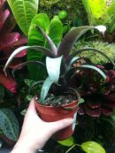 Vriesea sp n°2