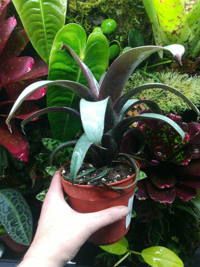 Vriesea sp n°2 – Image 3