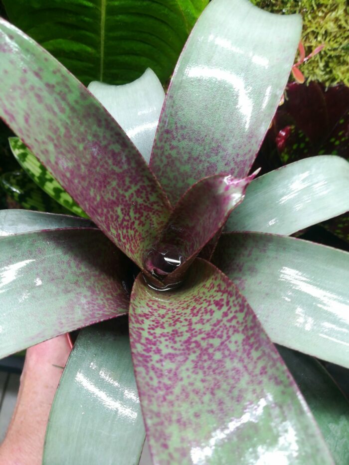 Vriesea sp n°2 – Image 2