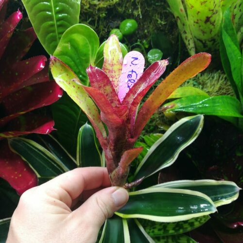Neoregelia Felix