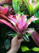 Neoregelia Ballerina