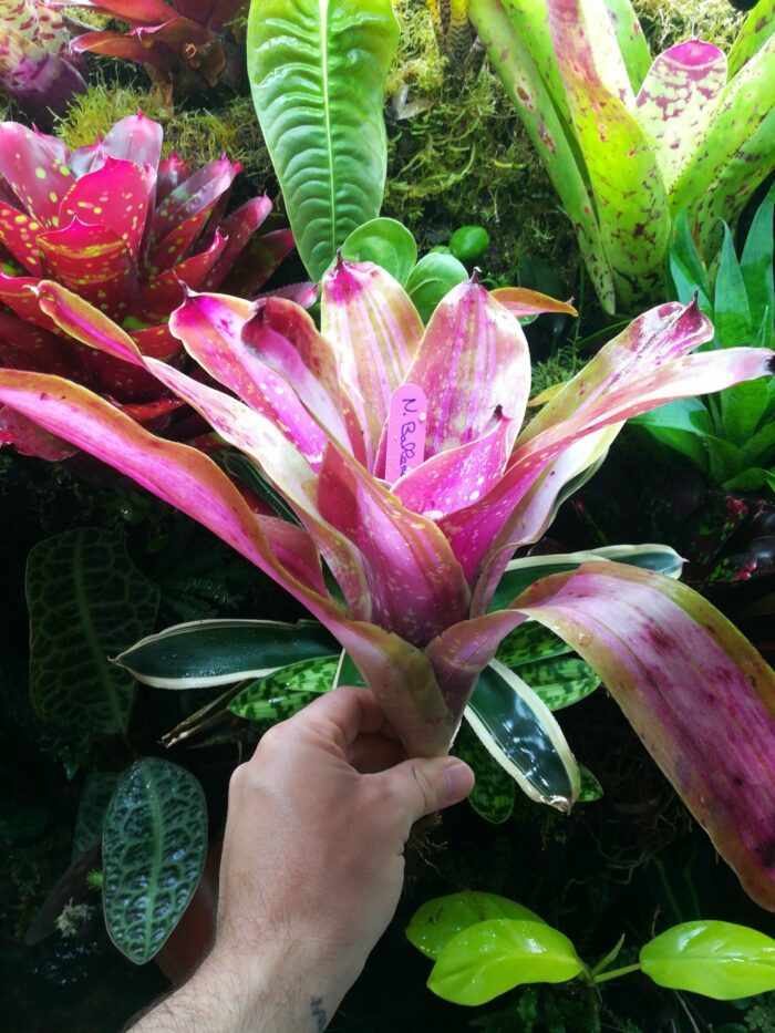 Neoregelia Ballerina