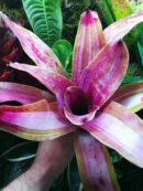 Neoregelia Ballerina