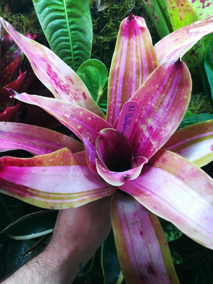Neoregelia Ballerina – Image 2