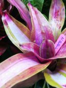 Neoregelia Ballerina