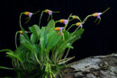 Orchidée - "Masdevallia paivaeana"