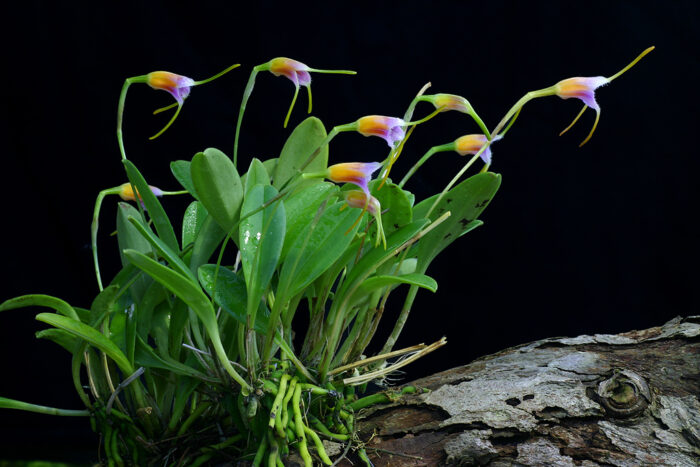 Orchidée - "Masdevallia paivaeana"