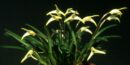 Orchidée miniature - Masdevallia minuta