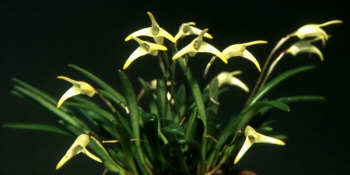 Orchidée miniature - Masdevallia minuta