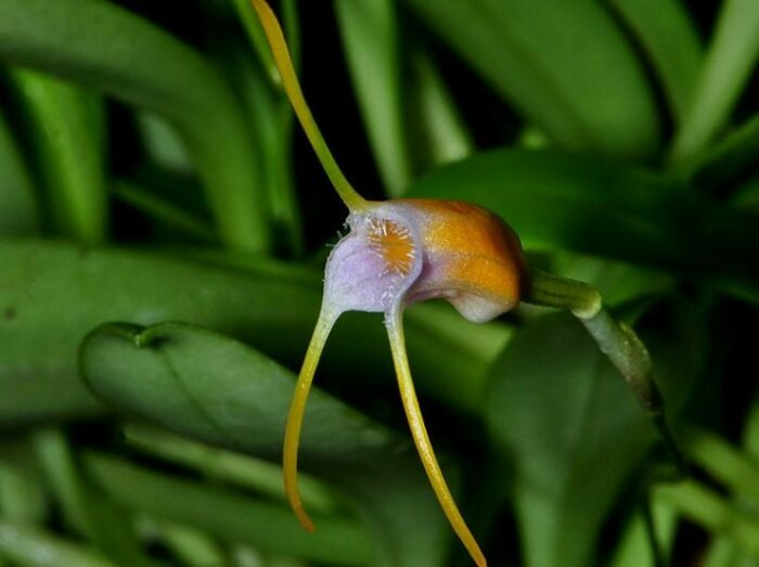 Orchidée - "Masdevallia paivaeana" – Image 3