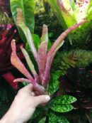 Neoregelia ampullacea variegated