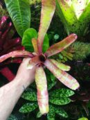 Neoregelia ampullacea variegated