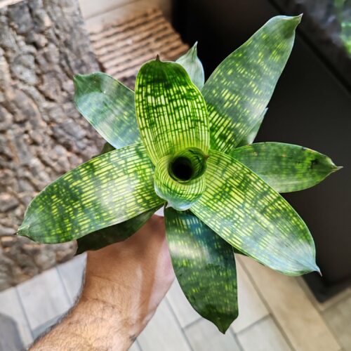 Vriesea "Gigantea Nova"