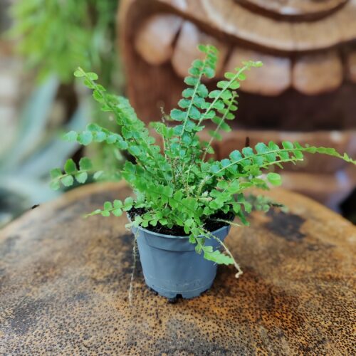 Fougère - Nephrolepis cordifolia "Duffy"