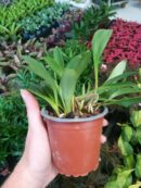 Orchidée - "Masdevallia paivaeana"