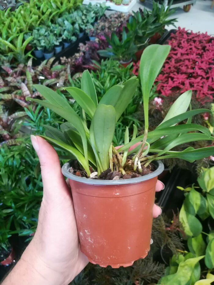 Orchidée - "Masdevallia paivaeana" – Image 4