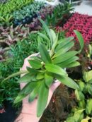 Orchidée - "Masdevallia paivaeana"