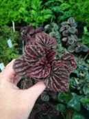 Peperomia caperata "Red Luna"