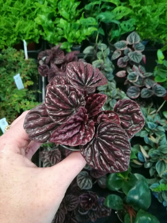 Peperomia caperata "Red Luna" – Image 3