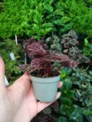 Peperomia caperata "Red Luna"