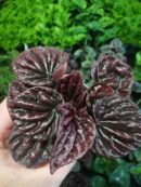 Peperomia caperata "Red Luna"
