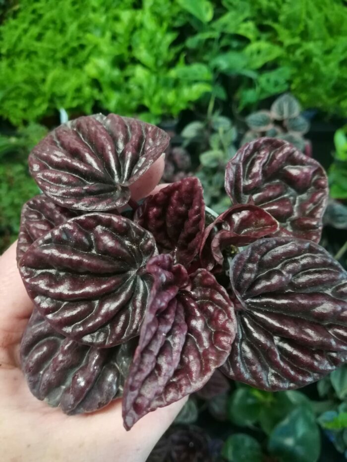 Peperomia caperata "Red Luna"