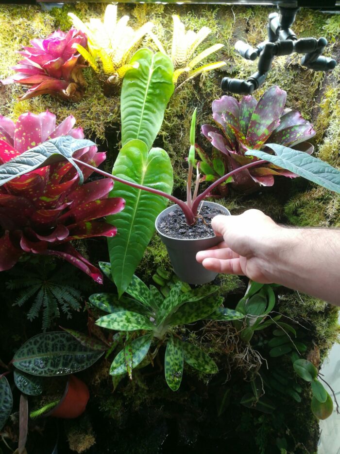 Alocasia scalprum pièce unique – Image 2
