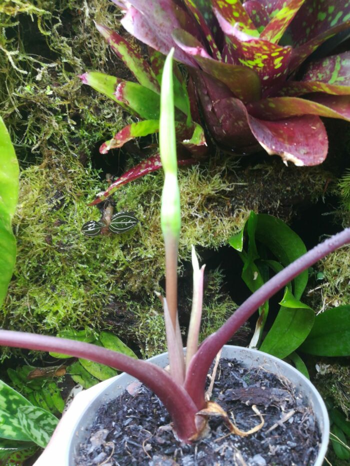Alocasia scalprum pièce unique – Image 3