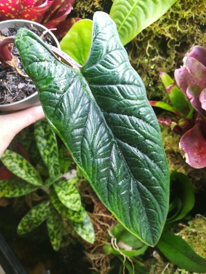 Alocasia scalprum pièce unique – Image 4