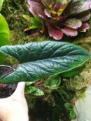 Alocasia scalprum pièce unique