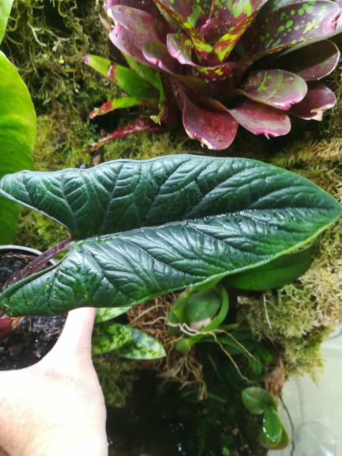 Alocasia scalprum pièce unique