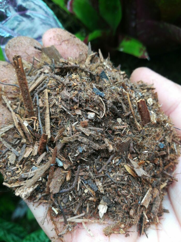Poudre et fibre de Xaxim en vrac – Environ 4/5L