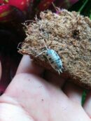 Isopodes - Porcellio laevis “Dairy cow” - 10 individus toutes tailles