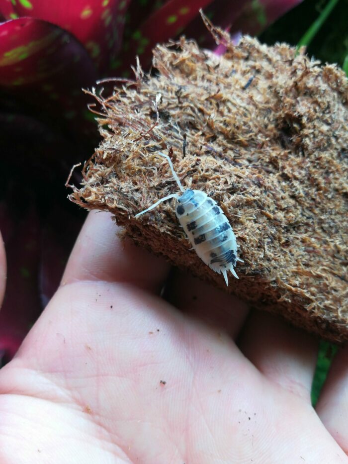 Isopodes - Porcellio laevis “Dairy cow” - 10 individus toutes tailles – Image 3