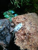 Isopodes - Porcellio laevis “Dairy cow” - 10 individus toutes tailles