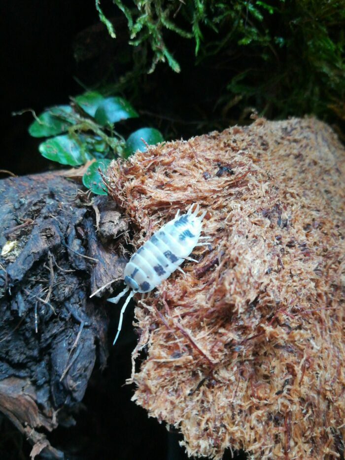 Isopodes - Porcellio laevis “Dairy cow” - 10 individus toutes tailles – Image 4