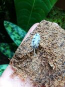 Isopodes - Porcellio laevis “Dairy cow” - 10 individus toutes tailles